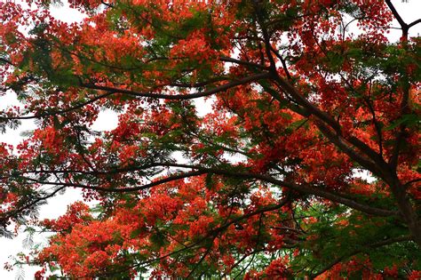 100+ Free Flamboyant & Nature Images .